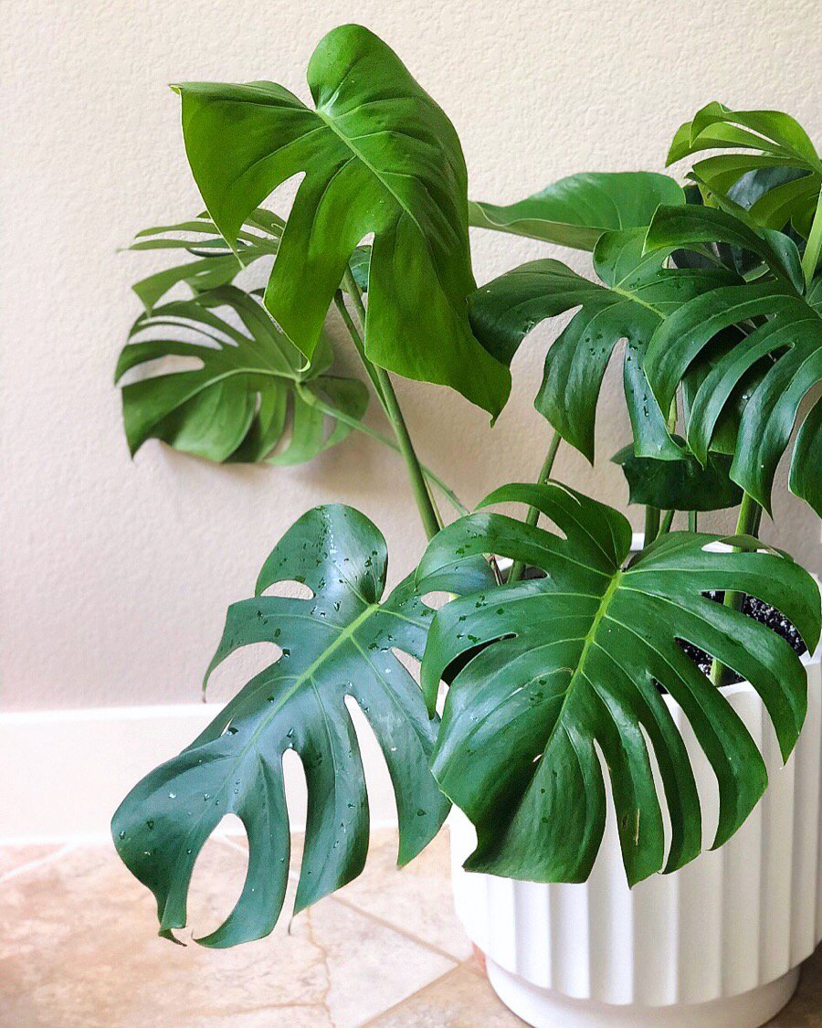 plant